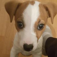 Tyco - Jack Russell Terrier (Jack Russell d'Australie)  - Mâle