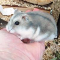 Pelmeni - Hamster  - Mâle