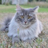 Kitty - Chat domestique poil long  - Mâle