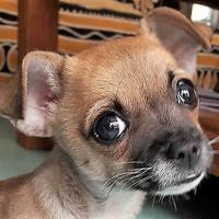 Biscuit - Chihuahua (Chihuahueño)  - Mâle