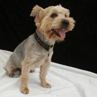 Batcaisse - Yorkshire Terrier  - Mâle