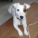 Aurkane - Jack Russell Terrier (Jack Russell d'Australie)  - Femelle