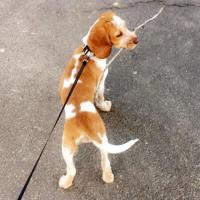 Naila - Beagle  - Femelle
