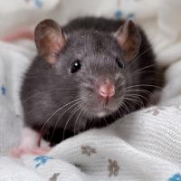Moumouche - Rat  - Femelle