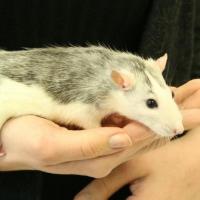 Pipette - Rat  - Femelle