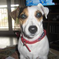 Ficelle - Jack Russell Terrier (Jack Russell d'Australie)  - Femelle stérilisée