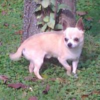 Testiboule - Chihuahua (Chihuahueño)  - Mâle