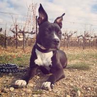 Indiana - American Staffordshire Terrier (Staffordshire Terr  - Femelle