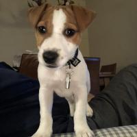 Numa - Jack Russell Terrier (Jack Russell d'Australie)  - Mâle