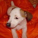 Caîd - Jack Russell Terrier (Jack Russell d'Australie)  - Mâle