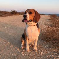 Lucky - Beagle  - Mâle