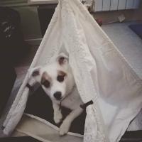 Titi - Jack Russell Terrier (Jack Russell d'Australie)  - Mâle