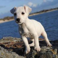 Odessa - Jack Russell Terrier (Jack Russell d'Australie)  - Femelle