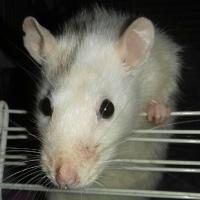 Harleen - Rat  - Femelle