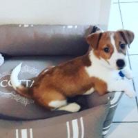 Obélix - Jack Russell Terrier (Jack Russell d'Australie)  - Mâle