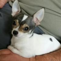 Kimi - Chihuahua (Chihuahueño)  - Femelle stérilisée