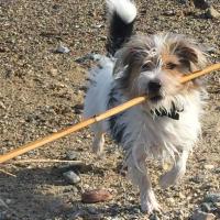 Nagua - Jack Russell Terrier (Jack Russell d'Australie)  - Mâle