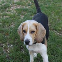Judy - Beagle  - Femelle stérilisée