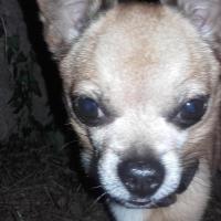 Tyson - Chihuahua (Chihuahueño)  - Mâle