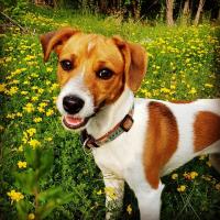 Nina - Jack Russell Terrier (Jack Russell d'Australie)  - Femelle