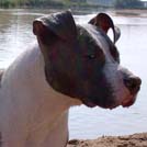 Shiva - American Staffordshire Terrier (Staffordshire Terr  - Femelle