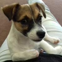 Nelson - Jack Russell Terrier (Jack Russell d'Australie)  - Mâle