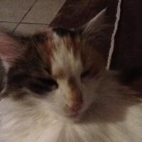 Kitty - Chat domestique poil long  - Femelle stérilisée