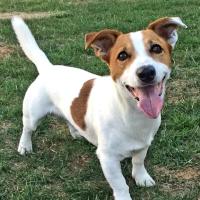 Tchuky - Jack Russell Terrier (Jack Russell d'Australie)  - Mâle