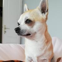 Olaf - Chihuahua (Chihuahueño)  - Mâle