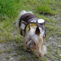 Taffy de schaarm - Yorkshire Terrier  - Femelle