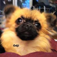 Odji - Chihuahua (Chihuahueño)  - Femelle
