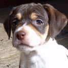 James - Jack Russell Terrier (Jack Russell d'Australie)  - Mâle