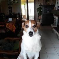 Filou - Jack Russell Terrier (Jack Russell d'Australie)  - Mâle