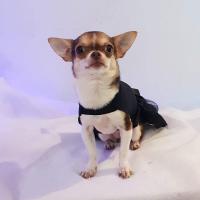 Olly - Chihuahua (Chihuahueño)  - Femelle