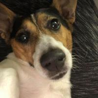Itchy - Jack Russell Terrier (Jack Russell d'Australie)  - Mâle