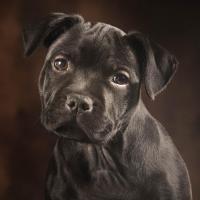 Ohana - Staffordshire Bull Terrier  - Femelle