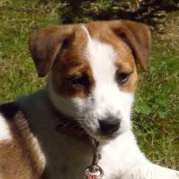 Toupie - Jack Russell Terrier (Jack Russell d'Australie)  - Femelle stérilisée