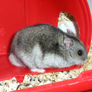 Kiki - Hamster  - Femelle