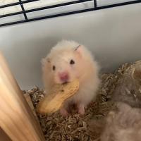 Cookie - Hamster  - Mâle
