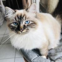 Olivia - Chat domestique poil long  - Femelle stérilisée