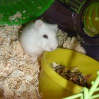 Pichatte - Hamster  - Mâle