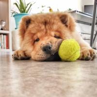 Husson - Chow Chow  - Femelle