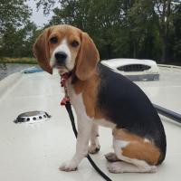 Prisca - Beagle  - Femelle