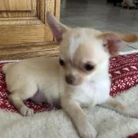 Freddie - Chihuahua (Chihuahueño)  - Mâle
