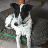 Gaya - Parson Russell Terrier  - Femelle stérilisée