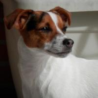 Louky - Parson Russell Terrier  - Mâle