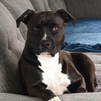 Lilly - American Staffordshire Terrier (Staffordshire Terr  - Mâle
