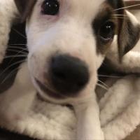 Rillette - Jack Russell Terrier (Jack Russell d'Australie)  - Mâle