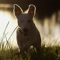 Niki - Jack Russell Terrier (Jack Russell d'Australie)  - Femelle