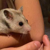 Mimi - Hamster  - Femelle